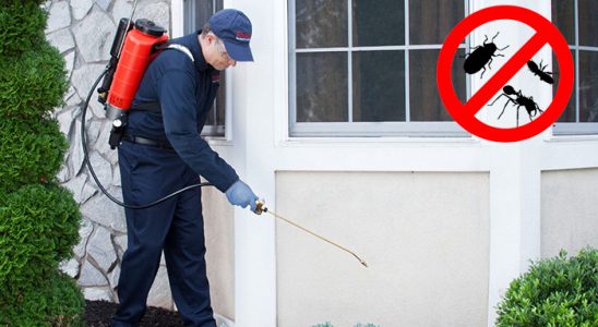 Sandıklı Fare İlaçlama böcek ilaçlama ve haşere kontrolü — ilaclama-tr.com